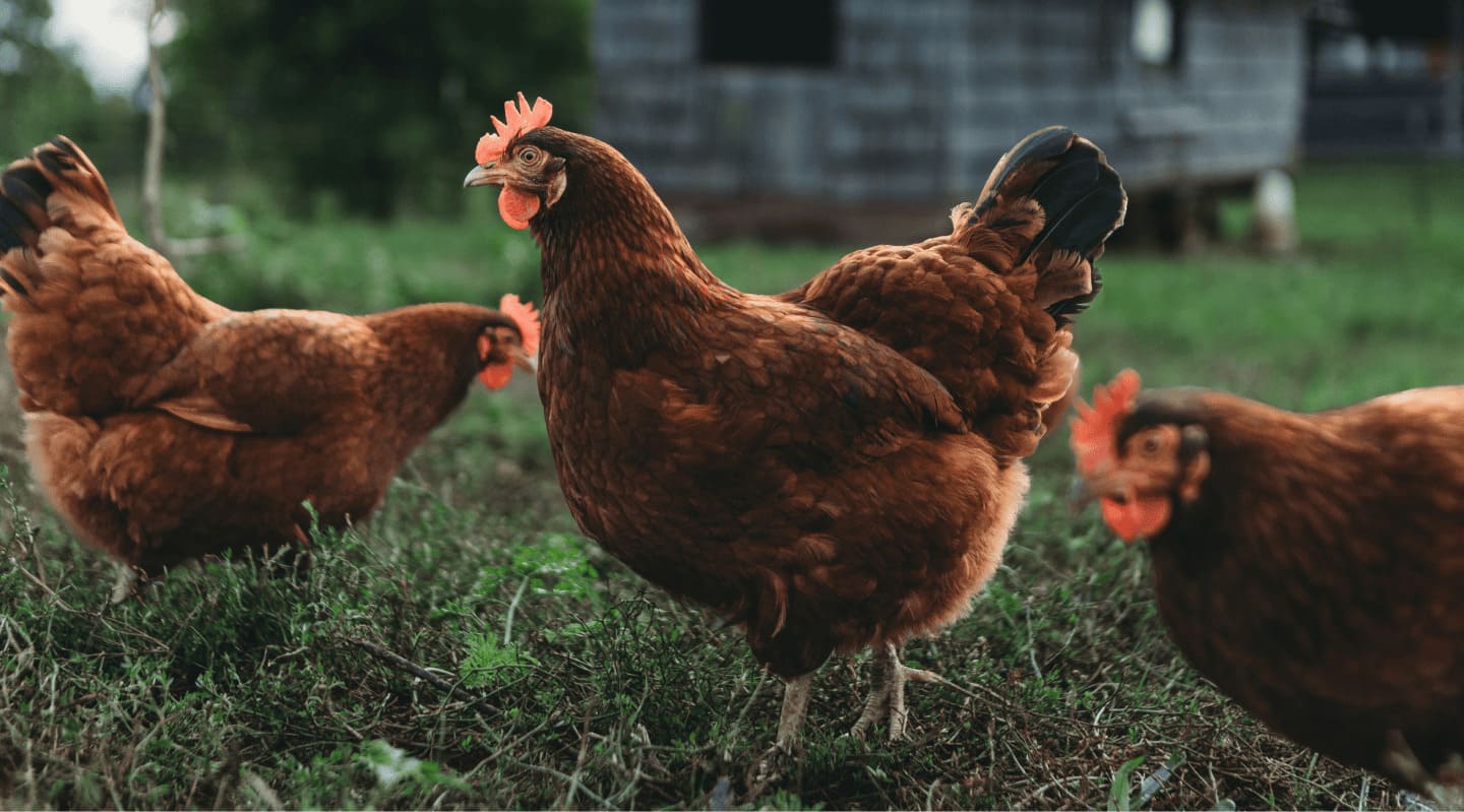 Gallinas libres en la granja