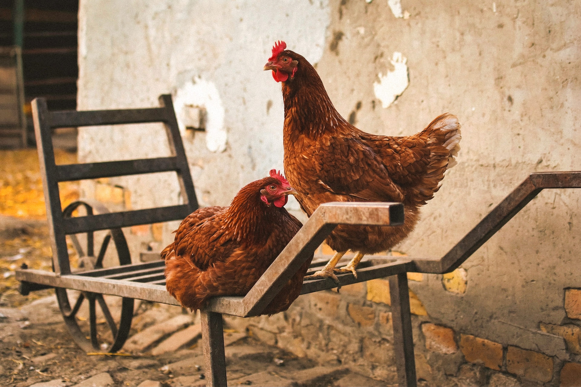 Gallinas en la granja